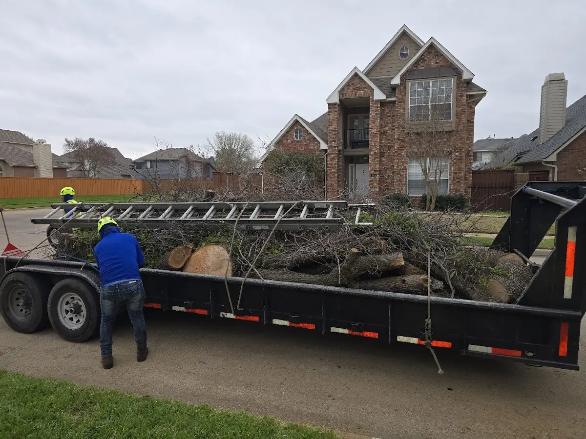 Expert Tree Fertilization with proper safety equipment in Mount Lookout
